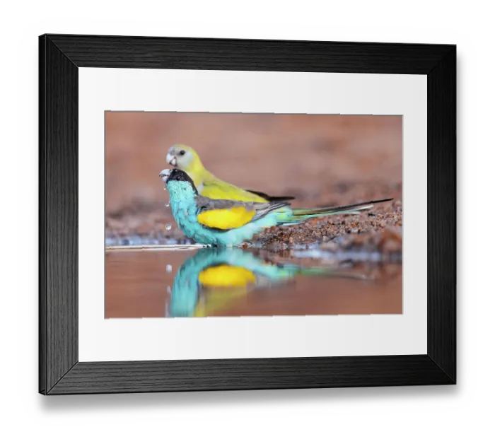 Framed Print : Hooded parrots (Psephotus dissimilis) pair drinking from a puddle in a drying creek bed, Pine Creek, Northern Territory, Australia Framed Print : Hooded parrots (Psephotus dissimilis) pair drinking from a puddle in a drying creek bed, Pine Creek, Northern Territory, Australia