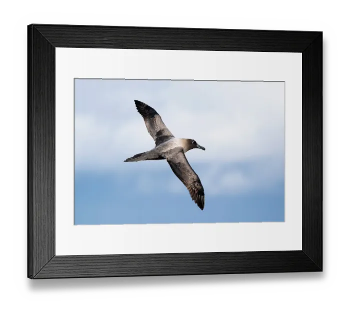 Framed Print : RF - Light-mantled sooty albatross (Phoebetria palpebrata) gliding over the Southern Ocean, south of Macquarie Island Framed Print : RF - Light-mantled sooty albatross (Phoebetria palpebrata) gliding over the Southern Ocean, south of Macquarie Island