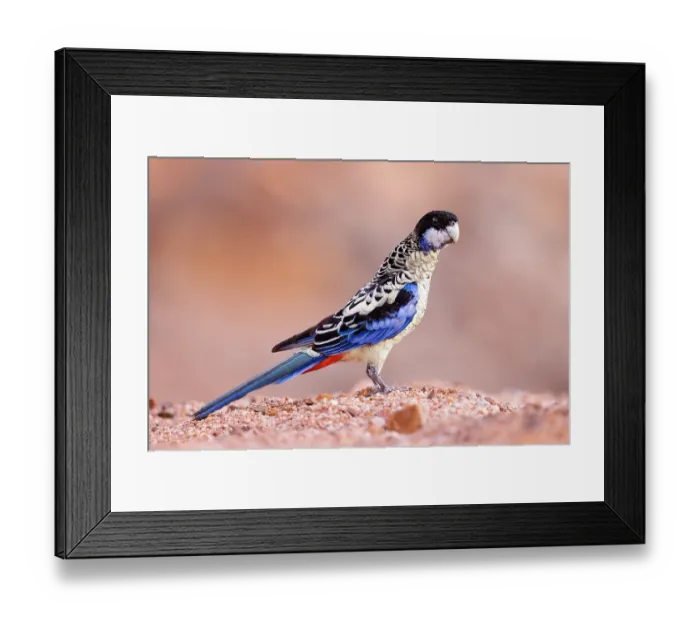 Framed Print : Northern rosella (Platycercus venustus) standing in a dry creek bed, Pine Creek, Northern Territory, Australia