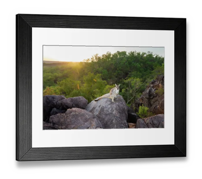 Framed Print : Wilkins rock wallaby (Petrogale wilkinsi) resting on a rock at sunrise, Adelaide River Hills, Northern Territory, Australia. Camera trap Framed Print : Wilkins rock wallaby (Petrogale wilkinsi) resting on a rock at sunrise, Adelaide River Hills, Northern Territory, Australia. Camera trap