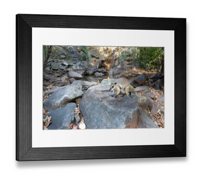 Framed Print : Wilkins rock wallaby (Petrogale wilkinsi) sub-adult, climbing over a rock with pool in background, Adelaide River Hills, Northern Territory, Australia. Camera trap Framed Print : Wilkins rock wallaby (Petrogale wilkinsi) sub-adult, climbing over a rock with pool in background, Adelaide River Hills, Northern Territory, Australia. Camera trap