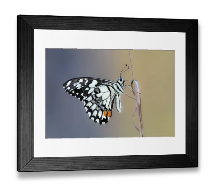Framed Print : Checkered swallowtail butterfly (Papilio demoleus) resting on a plant stem, Adelaide River Hills, Northern Territory, Australia