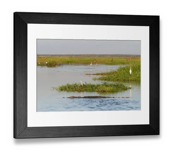 Framed Print : Saltwater crocodile (Crocodylus porosus) submerged in water in wetland floodplains, Corroboree billabong, Northern Territory, Australia