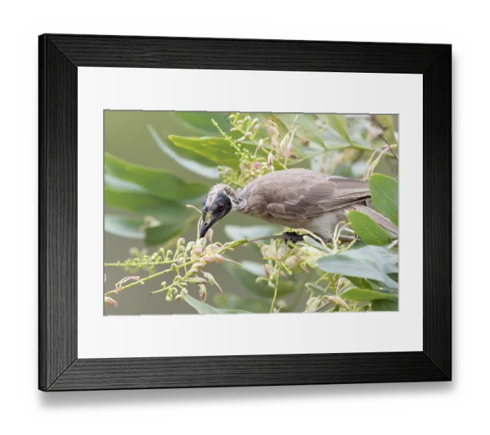 Framed Print : Helmeted friarbird (Philemon buceroides) feeding on nectar of flowering Clothes-peg tree (Grevillea decurrens), Adelaide River Hills, Northern Territory, Australia Framed Print : Helmeted friarbird (Philemon buceroides) feeding on nectar of flowering Clothes-peg tree (Grevillea decurrens), Adelaide River Hills, Northern Territory, Australia