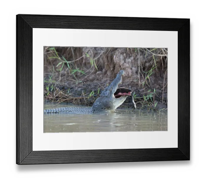 Framed Print : Saltwater crocodile (Crocodylus porosus) in shallow water feeding on a Northern long-necked turtle (Chelodina rugosa), Corroboree billabong, Northern Territory, Australia Framed Print : Saltwater crocodile (Crocodylus porosus) in shallow water feeding on a Northern long-necked turtle (Chelodina rugosa), Corroboree billabong, Northern Territory, Australia
