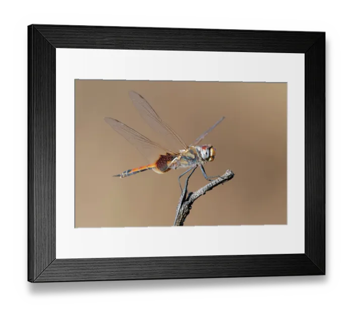 Framed Print : Common glider (Tramea loewii) male, resting on branch, Adelaide River Hills, Northern Territory, Australia Framed Print : Common glider (Tramea loewii) male, resting on branch, Adelaide River Hills, Northern Territory, Australia