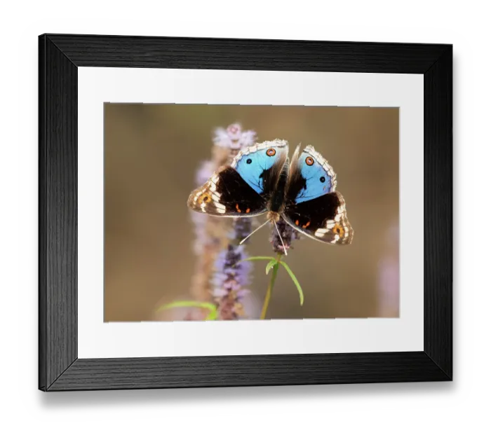 Framed Print : Blue argus butterfly (Junonia orithya) feeding on Water shrub-mint (Pogostemon stellatus) flower, Adelaide River Hills, Northern Territory, Australia Framed Print : Blue argus butterfly (Junonia orithya) feeding on Water shrub-mint (Pogostemon stellatus) flower, Adelaide River Hills, Northern Territory, Australia