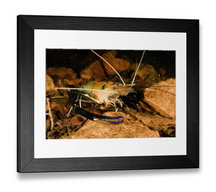 Framed Print : Giant freshwater prawn / Cherabin (Macrobrachium spinipes) resting on creek bed, Adelaide River Hills, Northern Territory, Australia Framed Print : Giant freshwater prawn / Cherabin (Macrobrachium spinipes) resting on creek bed, Adelaide River Hills, Northern Territory, Australia