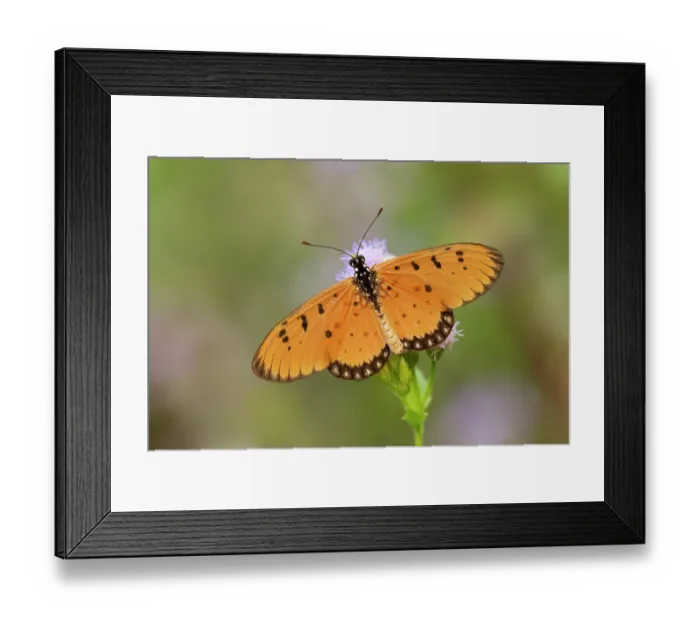 Framed Print : Tawny coster butterfly (Acraea terpsicore) feeding on Billy goat weed (Ageratum conyzoides), Adelaide River Hills. Northern Territory, Australia Framed Print : Tawny coster butterfly (Acraea terpsicore) feeding on Billy goat weed (Ageratum conyzoides), Adelaide River Hills. Northern Territory, Australia