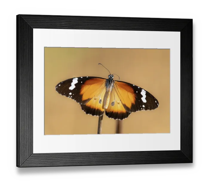 Framed Print : Lesser wanderer butterfly (Danaus petilia) portrait, Adelaide River Hills, Northern Territory, Australia Framed Print : Lesser wanderer butterfly (Danaus petilia) portrait, Adelaide River Hills, Northern Territory, Australia