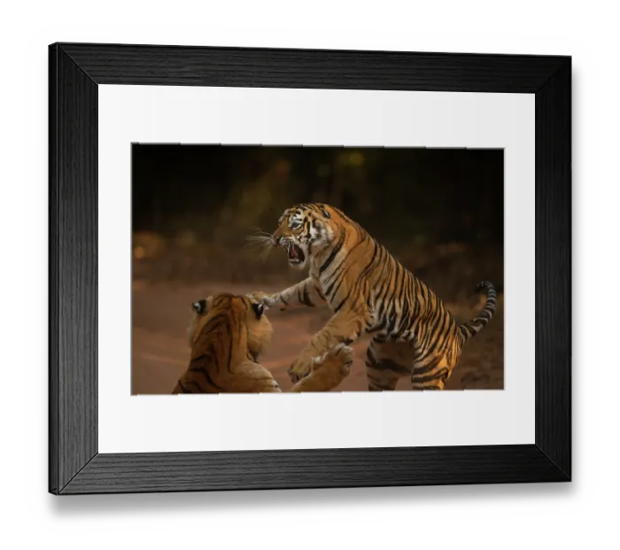 Framed Print : Bengal tiger (Panthera tigris tigris) male in aggressive confrontation with his daughter, Bandhavgarh National Park, India. Endangered Framed Print : Bengal tiger (Panthera tigris tigris) male in aggressive confrontation with his daughter, Bandhavgarh National Park, India. Endangered