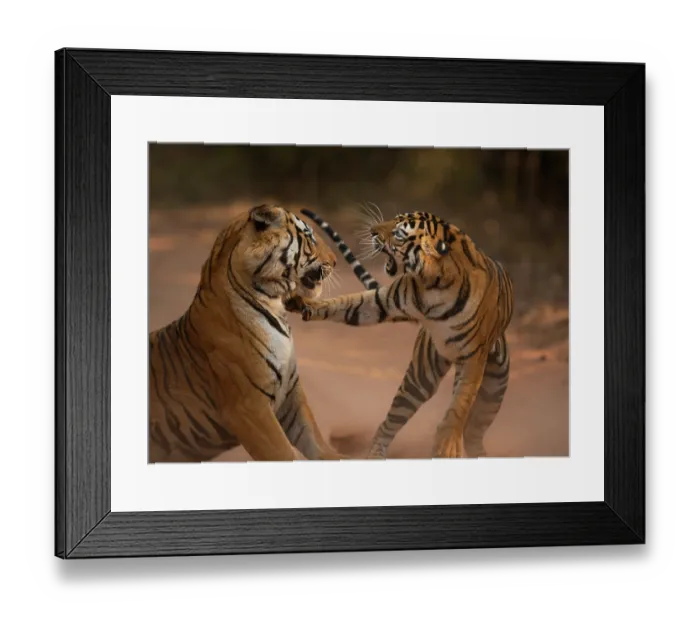 Framed Print : Bengal tiger (Panthera tigris tigris) male in aggressive confrontation with his daughter, Bandhavgarh National Park, India. Endangered Framed Print : Bengal tiger (Panthera tigris tigris) male in aggressive confrontation with his daughter, Bandhavgarh National Park, India. Endangered