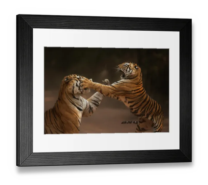 Framed Print : Bengal tiger (Panthera tigris tigris) male in aggressive confrontation with his daughter, Bandhavgarh National Park, India. Endangered Framed Print : Bengal tiger (Panthera tigris tigris) male in aggressive confrontation with his daughter, Bandhavgarh National Park, India. Endangered