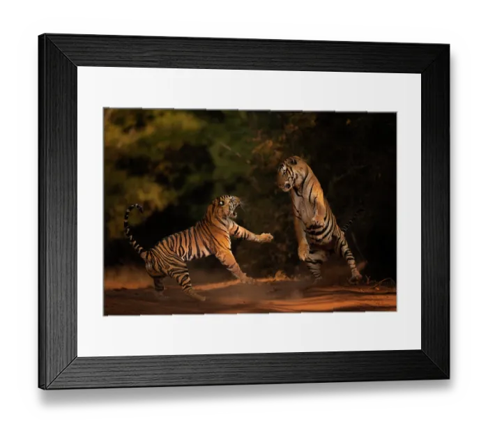 Framed Print : Bengal tiger (Panthera tigris tigris) male in aggressive confrontation with his daughter, Bandhavgarh National Park, India. Endangered Framed Print : Bengal tiger (Panthera tigris tigris) male in aggressive confrontation with his daughter, Bandhavgarh National Park, India. Endangered