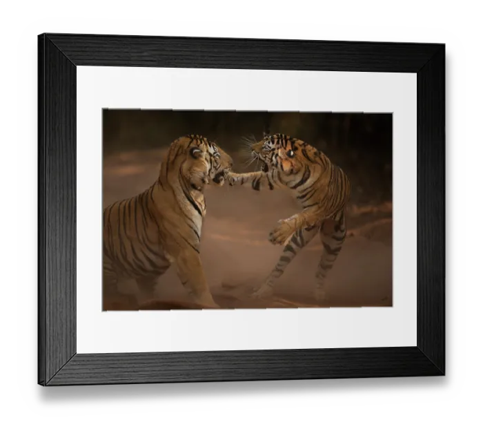 Framed Print : Bengal tiger (Panthera tigris tigris) male in aggressive confrontation with his daughter, Bandhavgarh National Park, India. Endangered