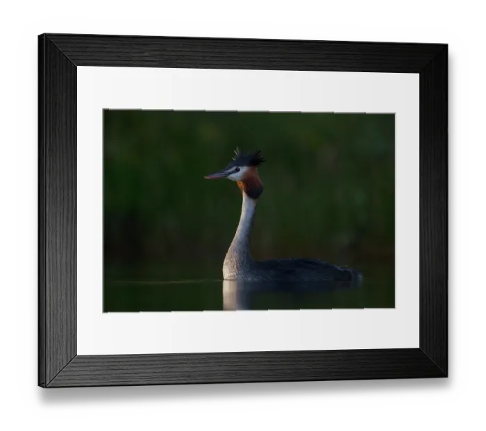 Framed Print : Australasian crested grebe (Podiceps cristatus australis) on water at first light, Lake Alexandrina, Canterbury, New Zealand Framed Print : Australasian crested grebe (Podiceps cristatus australis) on water at first light, Lake Alexandrina, Canterbury, New Zealand