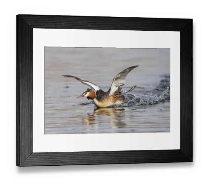 Framed Print : Australasian crested grebe (Podiceps cristatus australis) chasing another grebe in the mating season during a territorial dispute, Lake Alexandrina, Canterbury, New Zealand Framed Print : Australasian crested grebe (Podiceps cristatus australis) chasing another grebe in the mating season during a territorial dispute, Lake Alexandrina, Canterbury, New Zealand
