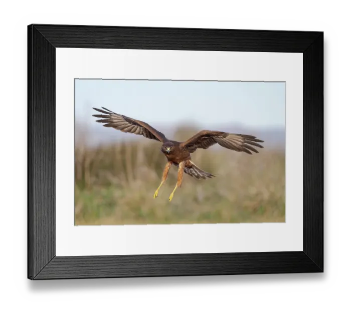Framed Print : Swamp harrier (Circus approximans) flying low with legs outstretched preparing to land, Lake Ellesmere, Canterbury, New Zealand Framed Print : Swamp harrier (Circus approximans) flying low with legs outstretched preparing to land, Lake Ellesmere, Canterbury, New Zealand