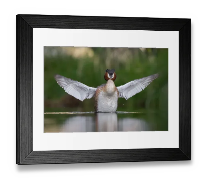 Framed Print : Australasian crested grebe (Podiceps cristatus australis) on water stretching its wings, Lake Alexandrina, Canterbury, New Zealand Framed Print : Australasian crested grebe (Podiceps cristatus australis) on water stretching its wings, Lake Alexandrina, Canterbury, New Zealand