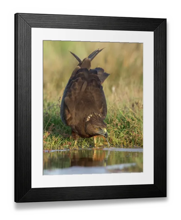 Framed Print : Swamp harrier (Circus approximans) drinking at water's edge, Lake Ellesmere, Canterbury, New Zealand Framed Print : Swamp harrier (Circus approximans) drinking at water's edge, Lake Ellesmere, Canterbury, New Zealand