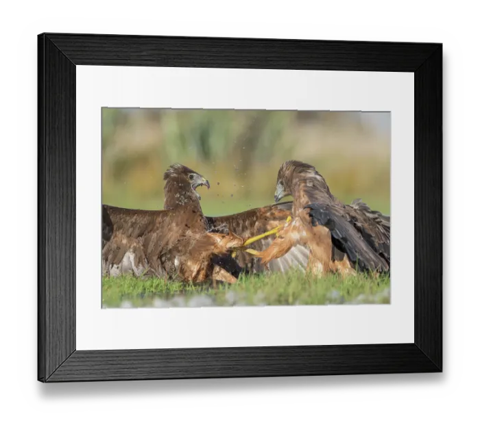 Framed Print : Two Swamp harriers (Circus approximans) fighting over prey, Lake Ellesmere, Canterbury, New Zealand Framed Print : Two Swamp harriers (Circus approximans) fighting over prey, Lake Ellesmere, Canterbury, New Zealand