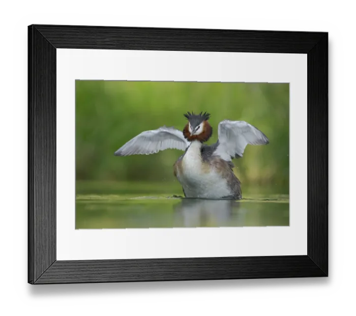 Framed Print : Australasian crested grebe (Podiceps cristatus australis) stretching its wings on water, Lake Alexandrina, Canterbury, New Zealand Framed Print : Australasian crested grebe (Podiceps cristatus australis) stretching its wings on water, Lake Alexandrina, Canterbury, New Zealand