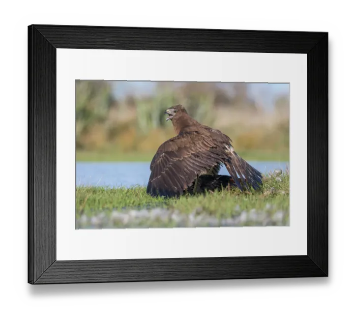 Framed Print : Swamp harrier (Circus approximans) mantling over prey, with wings spread, Lake Ellesmere, Canterbury, New Zealand Framed Print : Swamp harrier (Circus approximans) mantling over prey, with wings spread, Lake Ellesmere, Canterbury, New Zealand