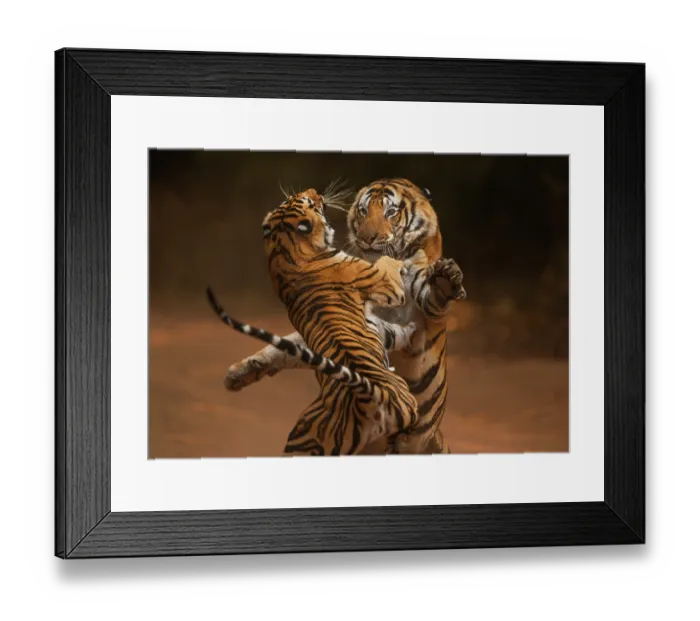 Framed Print : Bengal tiger (Panthera tigris tigris) male in aggressive confrontation with his daughter, Bandhavgarh National Park, India. Endangered Framed Print : Bengal tiger (Panthera tigris tigris) male in aggressive confrontation with his daughter, Bandhavgarh National Park, India. Endangered