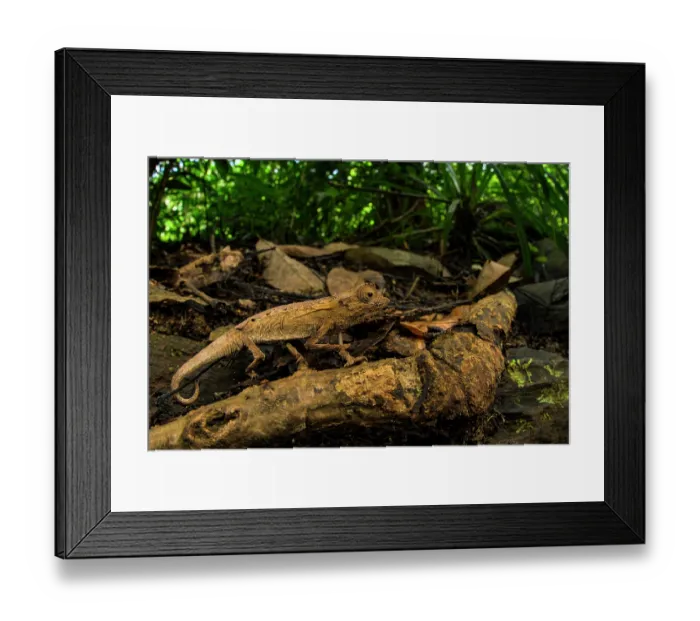 Framed Print : Plated leaf chameleon (Brookesia stumpffi) walking on leaf litter, Lokobe Nature Reserve, Nosy Be, Madagascar Framed Print : Plated leaf chameleon (Brookesia stumpffi) walking on leaf litter, Lokobe Nature Reserve, Nosy Be, Madagascar