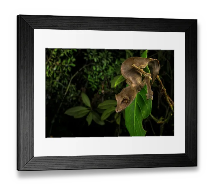 Framed Print : Satanic leaf-tailed gecko (Uroplatus phantasticus) female, resting on leaf at night, Andasibe-Mantadia National Park, Madagascar