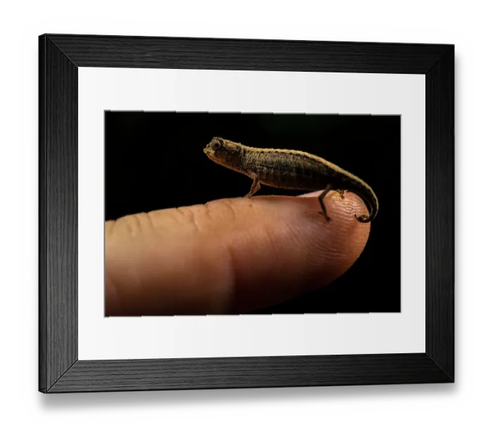 Framed Print : Pygmy leaf chameleon (Brookesia minima) female, resting on finger tip, Lokobe National Park, Nosy Be, Madagascar Framed Print : Pygmy leaf chameleon (Brookesia minima) female, resting on finger tip, Lokobe National Park, Nosy Be, Madagascar