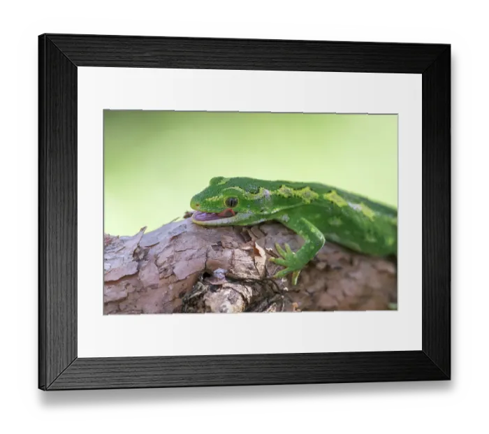 Framed Print : Jewelled gecko (Naultinus gemmeus) resting on trunk of New Zealand fushia tree (Fuchsia excorticata) with tongue poking out, Banks Peninsula, Canterbury, South Island, New Zealand Framed Print : Jewelled gecko (Naultinus gemmeus) resting on trunk of New Zealand fushia tree (Fuchsia excorticata) with tongue poking out, Banks Peninsula, Canterbury, South Island, New Zealand