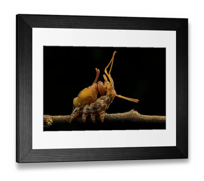 Framed Print : Lobster moth (Stauropus fagi) caterpillar resting on twig in defensive posture, Genoa, Italy. July Framed Print : Lobster moth (Stauropus fagi) caterpillar resting on twig in defensive posture, Genoa, Italy. July
