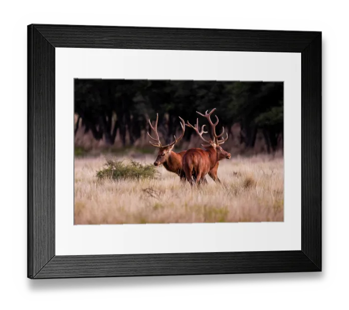 Framed Print : Two Red deer (Cervus elaphus) stags preparing to fight in the mating season, Parque Luro Nature Reserve, La Pampa, Argentina Framed Print : Two Red deer (Cervus elaphus) stags preparing to fight in the mating season, Parque Luro Nature Reserve, La Pampa, Argentina