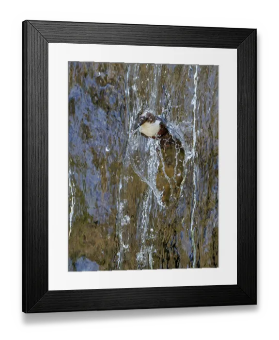 Framed Print : Dipper (Cinclus cinclus) flying through waterfall, Alps, Bavaria, Germany. May Framed Print : Dipper (Cinclus cinclus) flying through waterfall, Alps, Bavaria, Germany. May