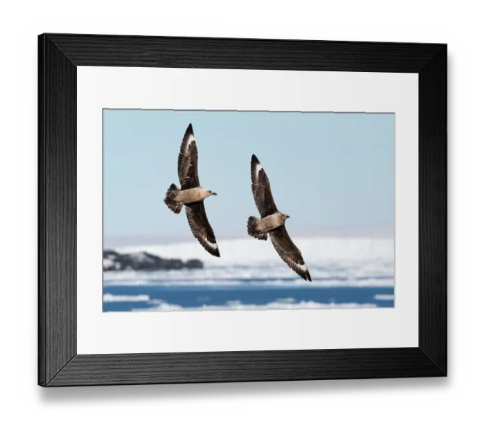Framed Print : Two South polar skuas (Stercorarius maccormicki) flying over broken pack ice, Ross Sea, Antarctica Framed Print : Two South polar skuas (Stercorarius maccormicki) flying over broken pack ice, Ross Sea, Antarctica
