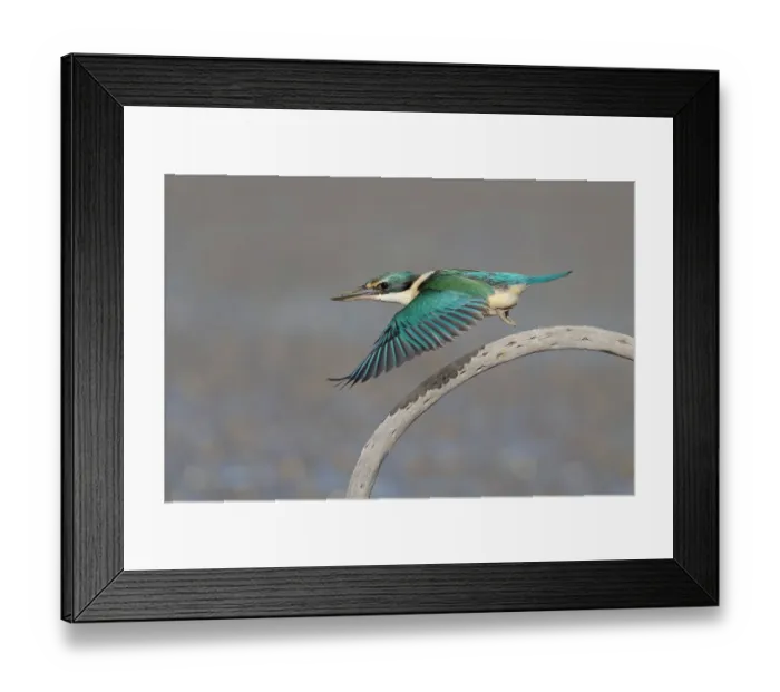 Framed Print : New Zealand kingfisher (Todiramphus sanctus) in flight, taking off from perch, Banks Peninsula, South Island, New Zealand Framed Print : New Zealand kingfisher (Todiramphus sanctus) in flight, taking off from perch, Banks Peninsula, South Island, New Zealand
