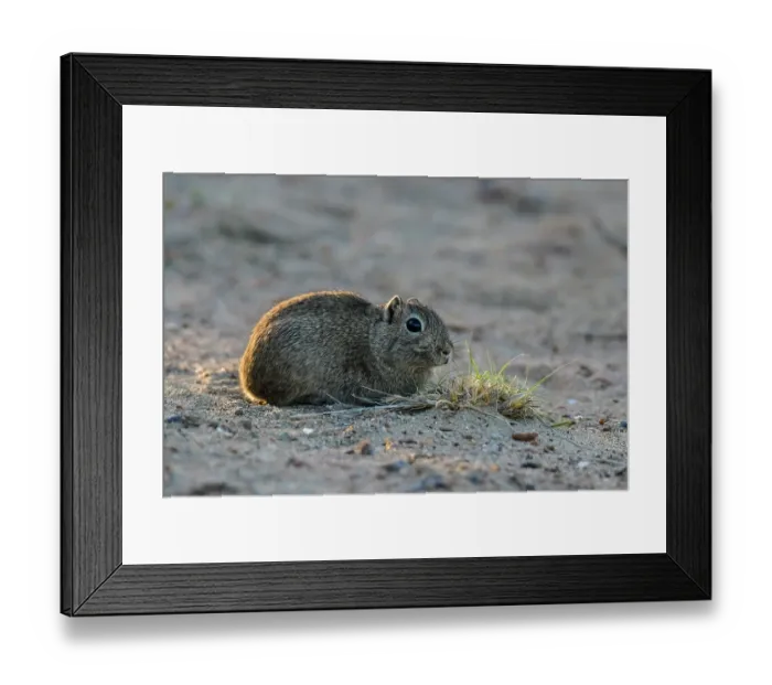 Framed Print : Desert cavi (Microcavia australis) portrait, Peninsula Valdes, UNESCO World Heritage Site, Patagonia, Argentina Framed Print : Desert cavi (Microcavia australis) portrait, Peninsula Valdes, UNESCO World Heritage Site, Patagonia, Argentina