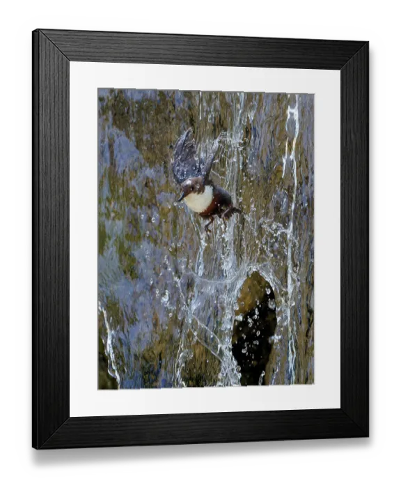Framed Print : Dipper (Cinclus cinclus) flying through waterfall, Alps, Bavaria, Germany. May