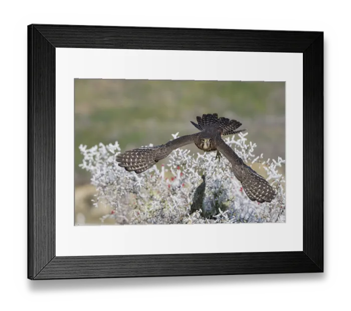 Framed Print : New Zealand falcon (Falco novaeseelandiae) female, taking flight, Arthur's Pass National Park, South Island, New Zealand Framed Print : New Zealand falcon (Falco novaeseelandiae) female, taking flight, Arthur's Pass National Park, South Island, New Zealand