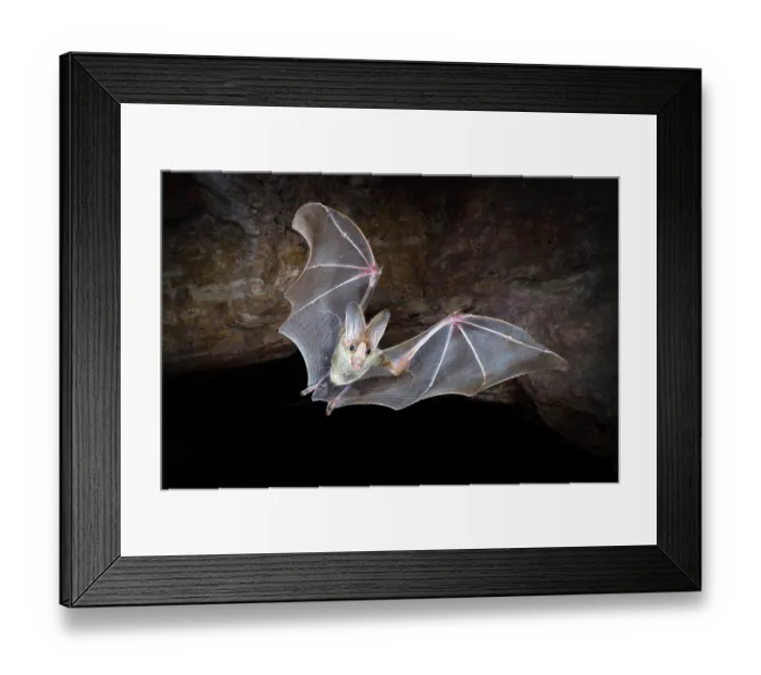 Framed Print : Ghost bat (Macroderma gigas) female, emerging from a natural cave roost, Adelaide River Hills, Northern Territory, Australia Framed Print : Ghost bat (Macroderma gigas) female, emerging from a natural cave roost, Adelaide River Hills, Northern Territory, Australia