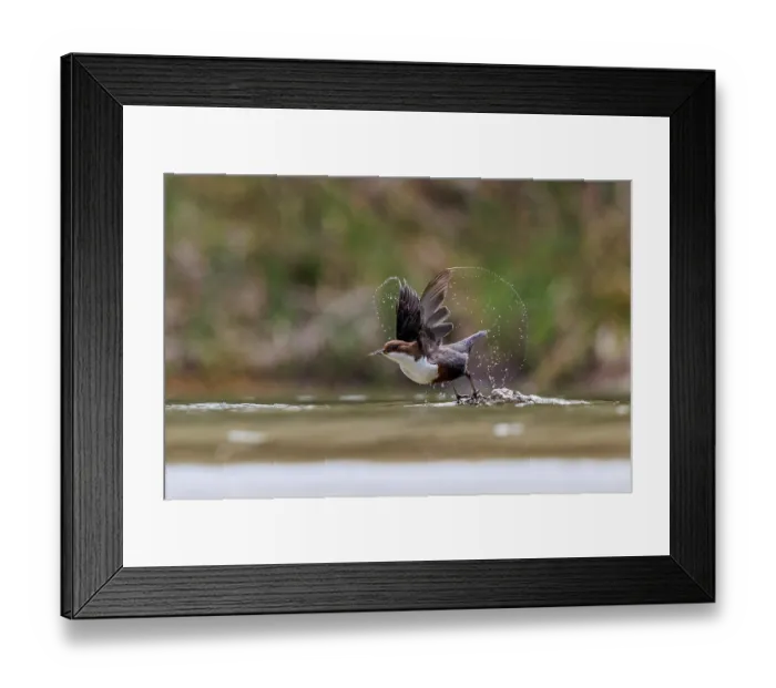 Framed Print : Dipper (Cinclus cinclus) taking off from water with prey in its beak, Alps, Bavaria, Germany. April Framed Print : Dipper (Cinclus cinclus) taking off from water with prey in its beak, Alps, Bavaria, Germany. April