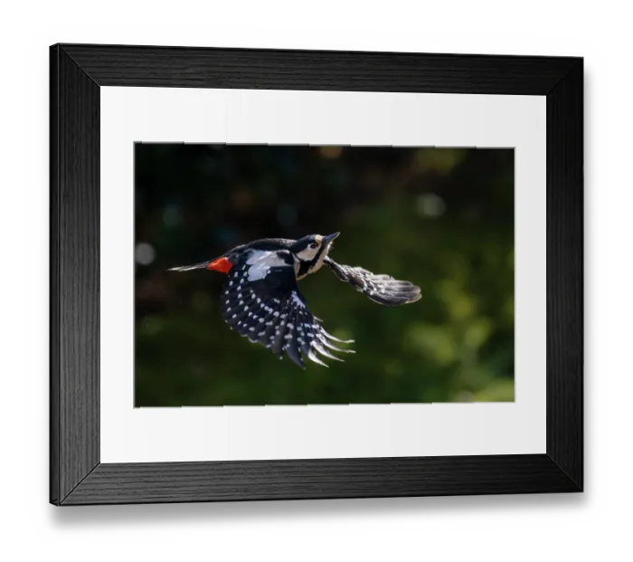 Framed Print : Great spotted woodpecker (Picoides major) female in flight, Bavaria, Germany. February