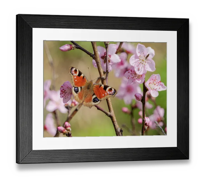 Framed Print : Peacock (Inachis io) butterfly resting on Peach tree branch surrounded by pink blossom having just emerged from hibernation on a spring day, Podere Montecucco, Orvieto, Italy Framed Print : Peacock (Inachis io) butterfly resting on Peach tree branch surrounded by pink blossom having just emerged from hibernation on a spring day, Podere Montecucco, Orvieto, Italy