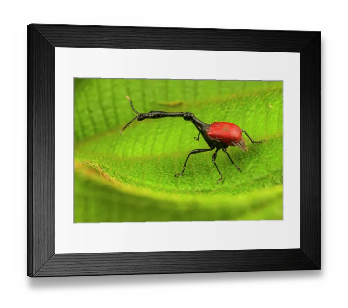 Framed Print : Giraffe weevil (Trachelophorus giraffa) male, resting on a leaf, Andasibe-Mantadia National Park, Madagascar Framed Print : Giraffe weevil (Trachelophorus giraffa) male, resting on a leaf, Andasibe-Mantadia National Park, Madagascar