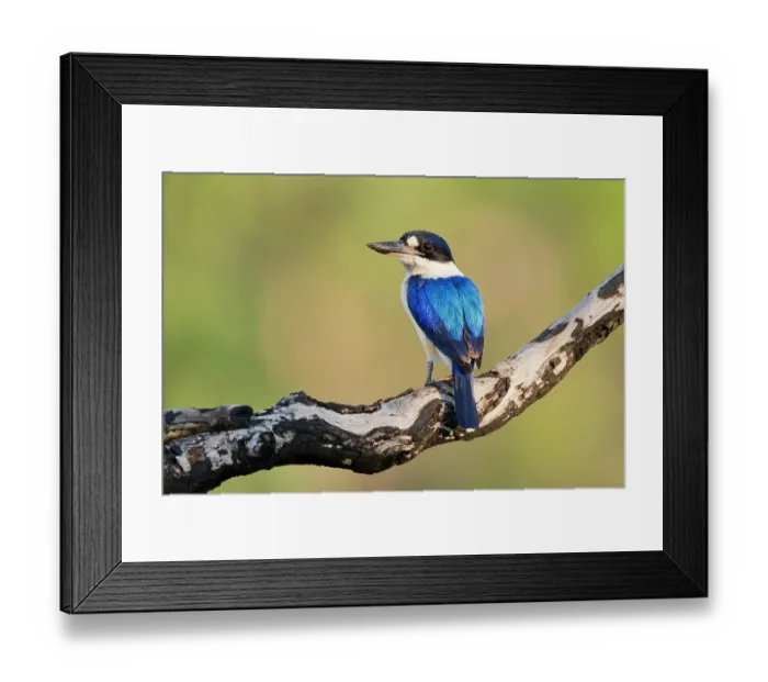 Framed Print : Forest kingfisher (Todiramphus macleayii) perched on a charred branch in savannah woodland, Adelaide River Hills, northern Territory, Australia Framed Print : Forest kingfisher (Todiramphus macleayii) perched on a charred branch in savannah woodland, Adelaide River Hills, northern Territory, Australia