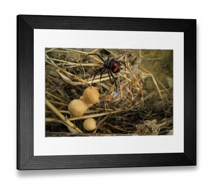 Framed Print : Mediterranean black widow (Latrodectus tredecimguttatus) female guarding her egg-sacs, Rome, Italy. September Framed Print : Mediterranean black widow (Latrodectus tredecimguttatus) female guarding her egg-sacs, Rome, Italy. September