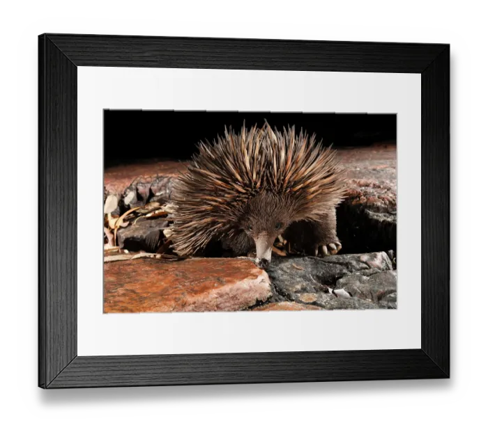 Framed Print : Short-beaked echidna (Tachyglossus aculeatus) exploring the base of a deep sandstone gorge at night, Adelaide River Hills, Northern Territory, Australia