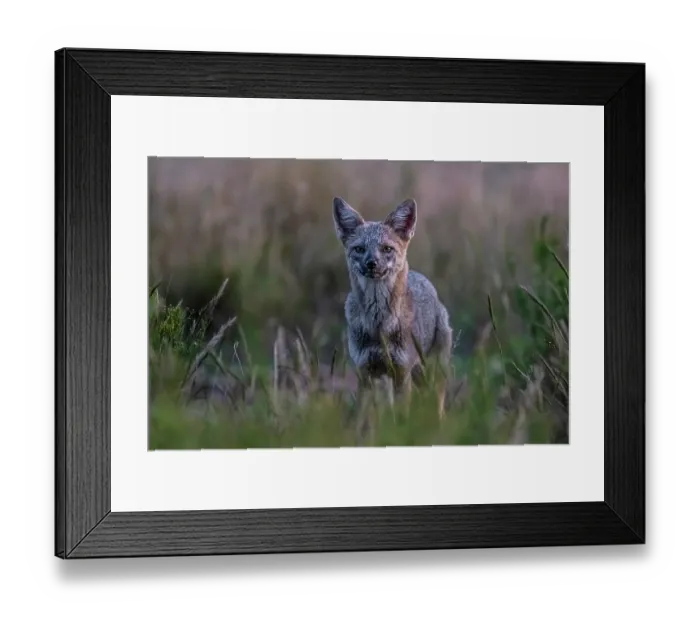 Framed Print : Pampas grey fox (Lycalopex griseus) standing alert in Pampas grass habitat, La Pampa province, Patagonia, Argentina Framed Print : Pampas grey fox (Lycalopex griseus) standing alert in Pampas grass habitat, La Pampa province, Patagonia, Argentina