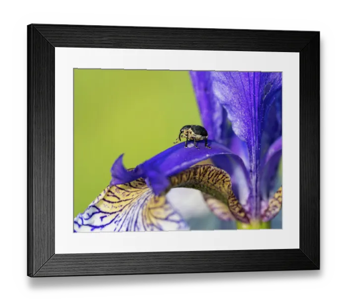 Framed Print : Iris weevil (Mononychus punctumalbum) on Siberian iris (Iris sibirica) petal, Upper Bavaria, Germany. June Framed Print : Iris weevil (Mononychus punctumalbum) on Siberian iris (Iris sibirica) petal, Upper Bavaria, Germany. June